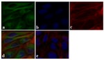 alpha Tubulin Antibody in Immunocytochemistry (ICC/IF)