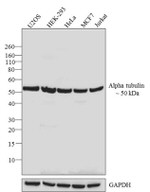 alpha Tubulin Antibody in Western Blot (WB)