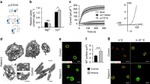 alpha Tubulin Antibody in Immunocytochemistry (ICC/IF)