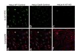 Ki-67 Antibody in Immunocytochemistry (ICC/IF)