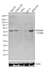 Occludin Antibody in Western Blot (WB)