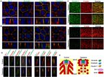 Claudin 1 Antibody in Immunocytochemistry (ICC/IF)