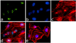 Ki-67 Antibody in Immunocytochemistry (ICC/IF)