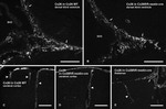 Connexin 26 Antibody in Immunohistochemistry (IHC)