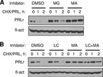 Prolactin Receptor Antibody in Western Blot (WB)