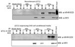 Prolactin Receptor Antibody in Western Blot, Immunoprecipitation (WB, IP)