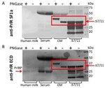 Prolactin Receptor Antibody in Western Blot (WB)