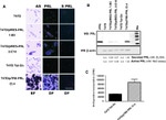 Prolactin Receptor Antibody in Western Blot (WB)