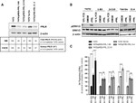 Prolactin Receptor Antibody in Western Blot, Flow Cytometry (WB, Flow)