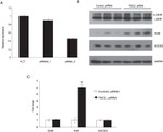 Prolactin Receptor Antibody in Western Blot (WB)