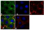 Prolactin Receptor Antibody in Immunocytochemistry (ICC/IF)