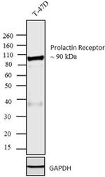 Prolactin Receptor Antibody in Western Blot (WB)