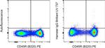 Armenian Hamster IgG Isotype Control in Flow Cytometry (Flow)