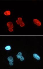 Lamin A/C Antibody in Immunocytochemistry (ICC/IF)