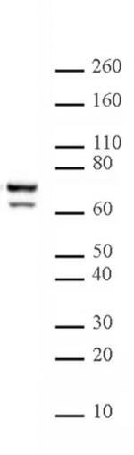 Lamin A/C Antibody in Western Blot (WB)