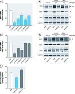 NQO1 Antibody in Western Blot (WB)