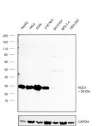 NQO1 Antibody