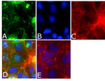 Occludin Antibody in Immunocytochemistry (ICC/IF)