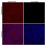 CD45R (B220) Antibody in Immunohistochemistry (Paraffin) (IHC (P))