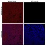 CD45R (B220) Antibody in Immunohistochemistry (Paraffin) (IHC (P))