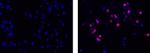 Ki-67 Antibody in Immunocytochemistry (ICC/IF)