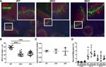 CD45R (B220) Antibody in Immunohistochemistry (IHC)