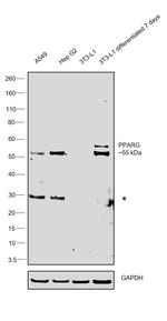 PPAR gamma Antibody in Western Blot (WB)