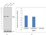 PPAR gamma Antibody in Western Blot (WB)