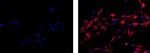 Mouse IgG1 kappa Isotype Control in Immunocytochemistry (ICC/IF)