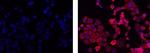 Mouse IgG1 kappa Isotype Control in Immunocytochemistry (ICC/IF)