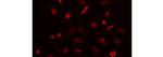 Ki-67 Antibody in Immunocytochemistry (ICC/IF)