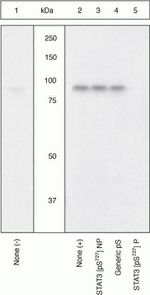 Phospho-STAT3 (Ser727) Antibody in Western Blot (WB)