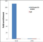 Phospho-STAT3 (Ser727) Antibody in ChIP Assay (ChIP)