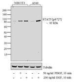 Phospho-STAT3 (Ser727) Antibody in Western Blot (WB)