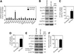 SDHA Antibody in Western Blot (WB)