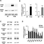 SDHA Antibody in Western Blot (WB)