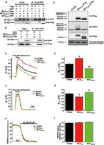 SDHA Antibody in Western Blot (WB)