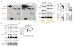 SDHA Antibody in Western Blot (WB)