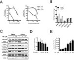 SDHA Antibody in Western Blot (WB)