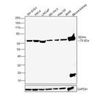 SDHA Antibody in Western Blot (WB)