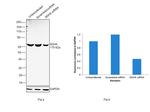 SDHA Antibody in Western Blot (WB)