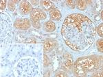 MX1/MX dynamin like GTPase 1 Antibody in Immunohistochemistry (Paraffin) (IHC (P))