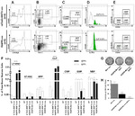 CD117 (c-Kit) Antibody in Flow Cytometry (Flow)