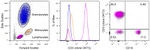 CD3 Antibody