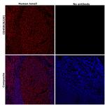 CD45R (B220) Antibody in Immunohistochemistry (Paraffin) (IHC (P))