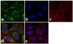 SMAD3 Antibody in Immunocytochemistry (ICC/IF)