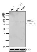 SMAD3 Antibody in Western Blot (WB)