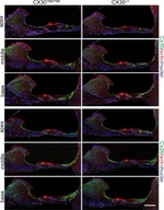 Connexin 26 Antibody in Immunohistochemistry (IHC)