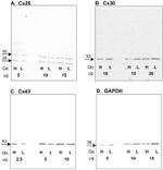 Connexin 26 Antibody in Western Blot (WB)