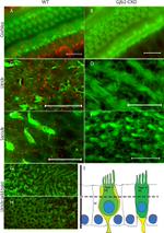 Connexin 26 Antibody in Immunohistochemistry (IHC)